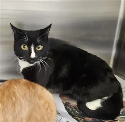 A young medium-sized male Domestic Medium Hair cat named Tux for adoption in Los Angeles, CA