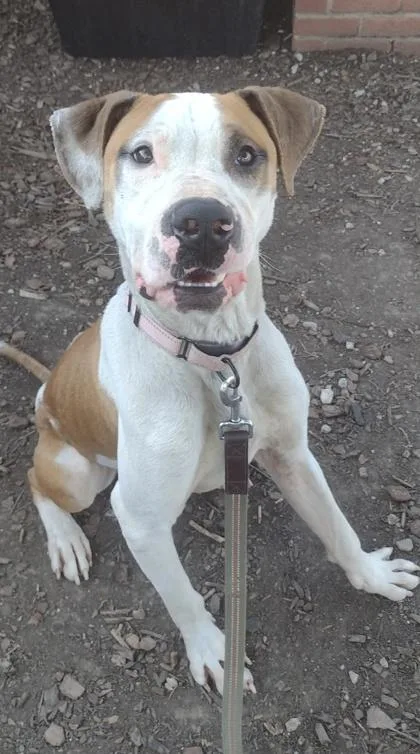 An adult large-sized male Yellow / Tan / Blond / Fawn Pit Bull Terrier dog named Nike for adoption in Kansas City, MO