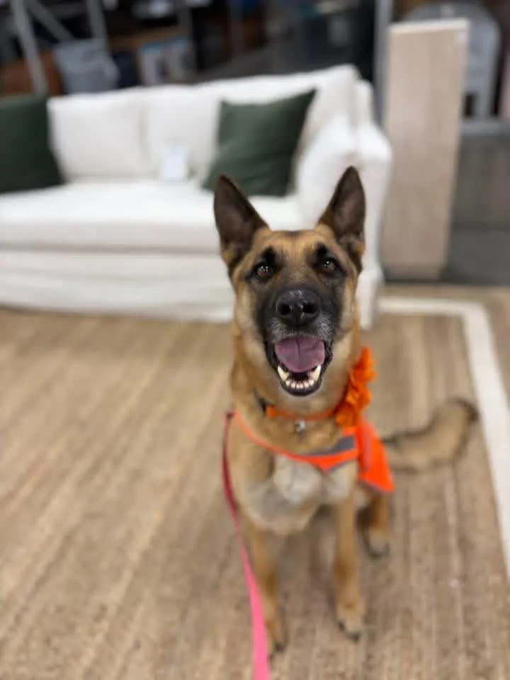 A young medium-sized female Tricolor (Brown, Black, & White) German Shepherd Dog dog named Ms Harley for adoption in Greeneville , TN