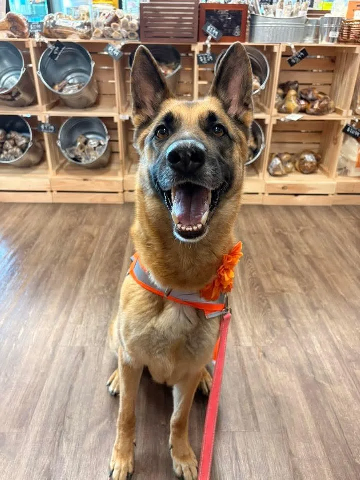 Ms Harley thumbnail 6