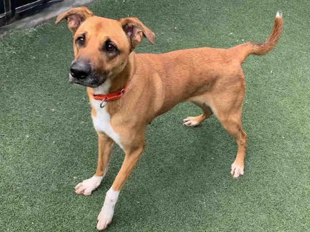 A young medium-sized female Shepherd dog named Bambi for adoption in Bonita, CA