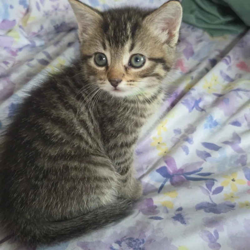 A baby small-sized female Brown / Chocolate Domestic Short Hair cat named CorazonC for adoption in East Saint Louis, IL