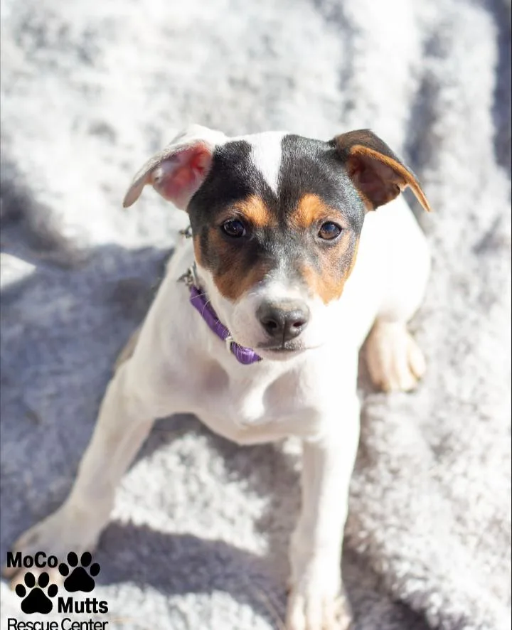 Designer Litter thumbnail 2