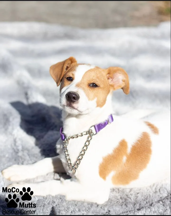 Designer Litter thumbnail 3