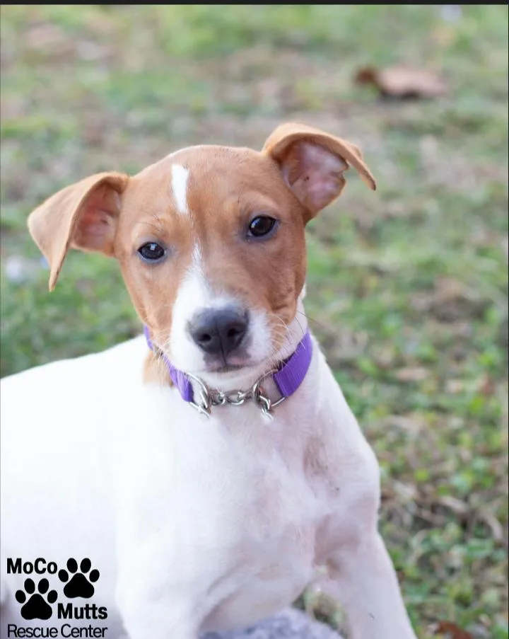 Designer Litter thumbnail 4