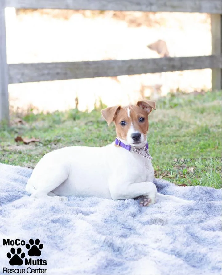 Designer Litter thumbnail 5