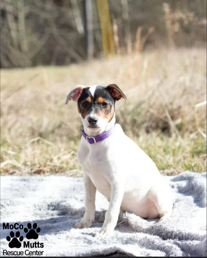 Designer Litter thumbnail 6