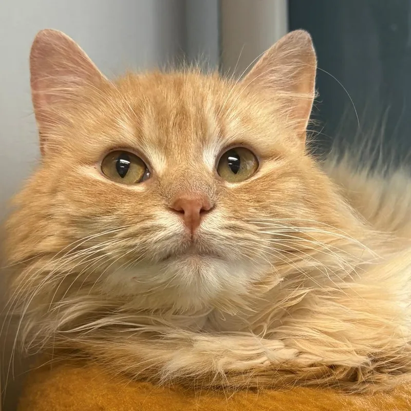 An adult medium-sized female Domestic Short Hair cat named Velveeta for adoption in East Hanover, NJ