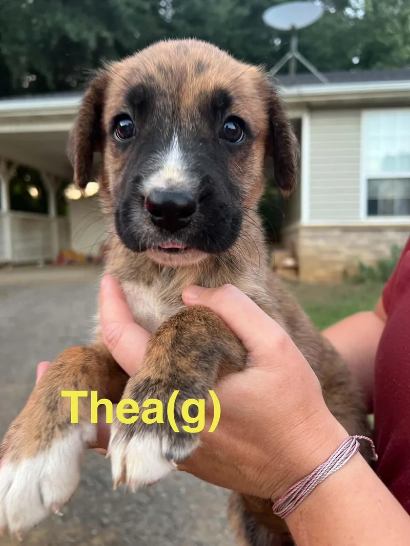 A baby medium-sized female Tricolor (Brown, Black, & White) Australian Shepherd dog named Thea for adoption in Whiting, NJ