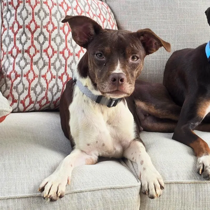 An adult small-sized female Brown / Chocolate Terrier dog named Bonnie for adoption in Overland Park, KS
