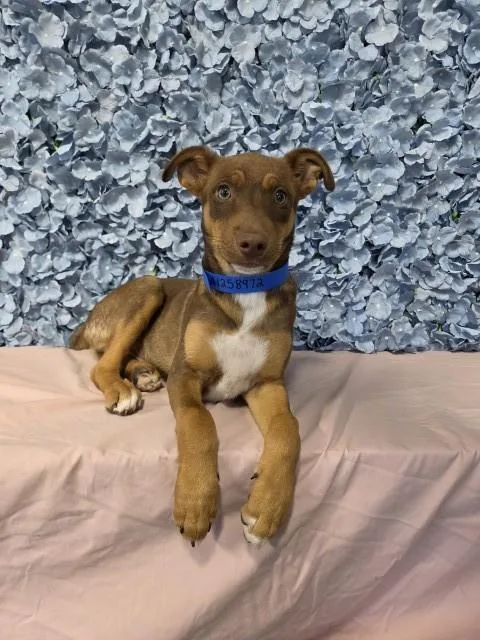 A young small-sized male Shepherd dog named Inky for adoption in Bakersfield, CA