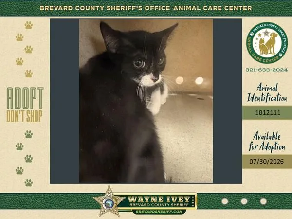 A baby small-sized male Domestic Short Hair cat named Magic for adoption in Melbourne, FL