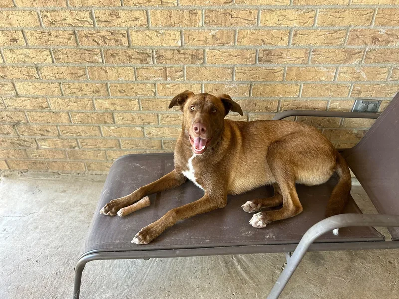 Ranger Ii thumbnail 2