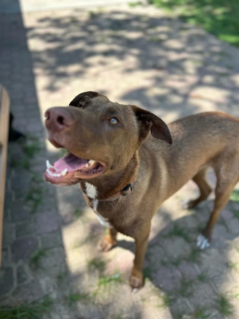 Ranger Ii thumbnail 3