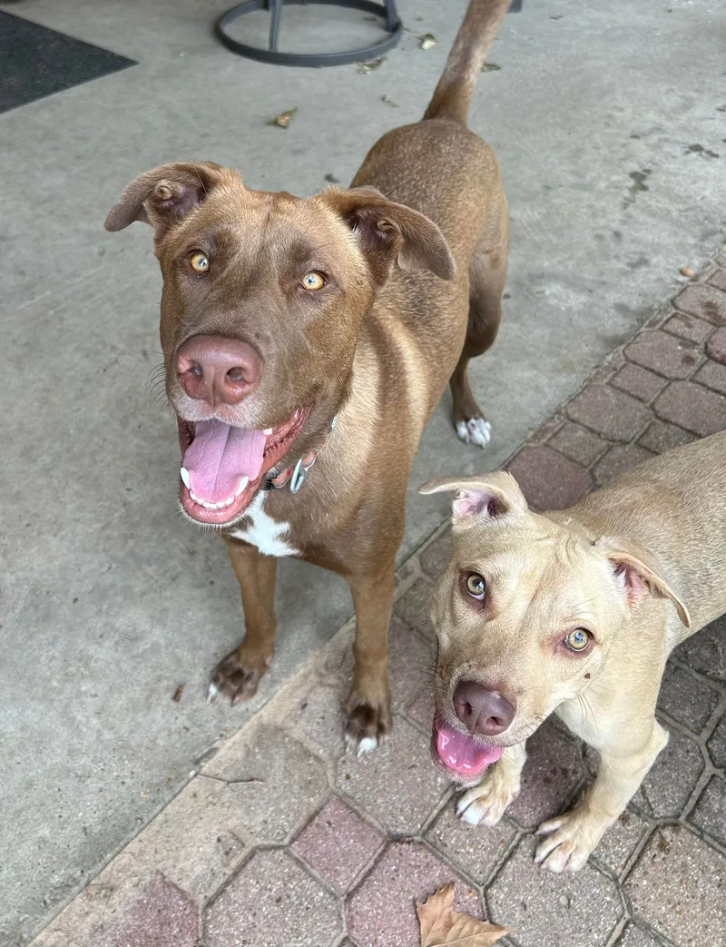 Ranger Ii thumbnail 4