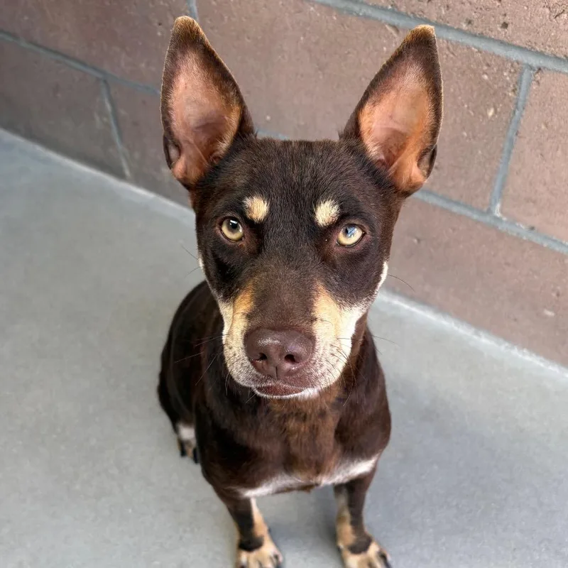 A young medium-sized female Brown / Chocolate German Shepherd Dog dog named Magnolia for adoption in Santa Barbara, CA