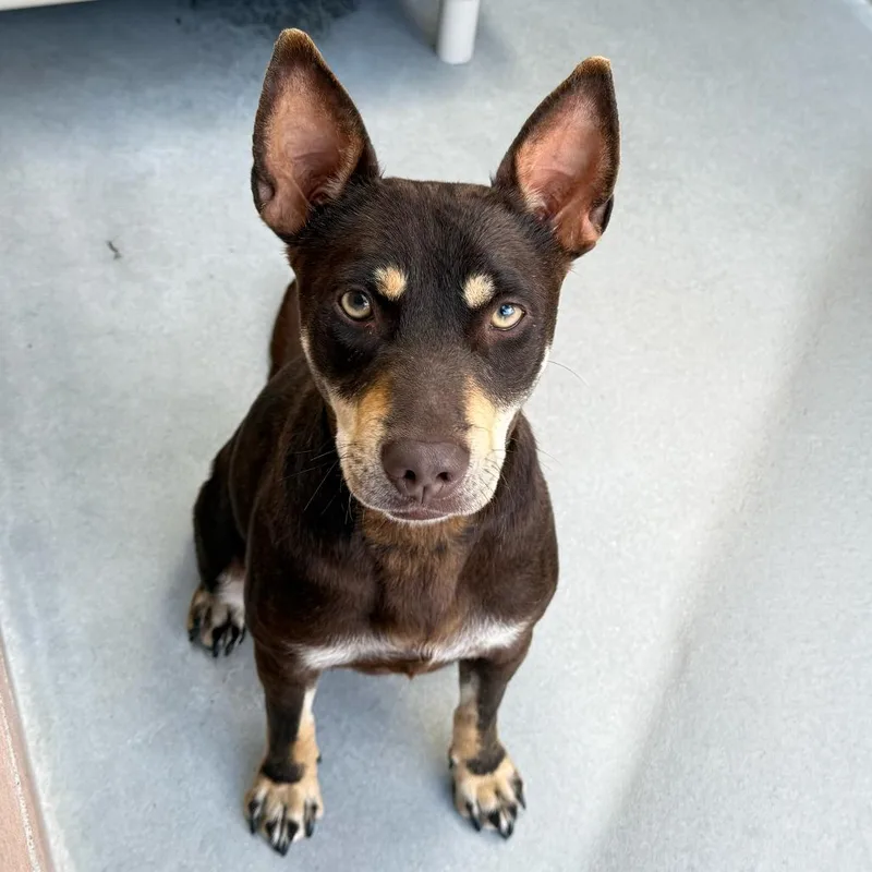 Magnolia thumbnail 2