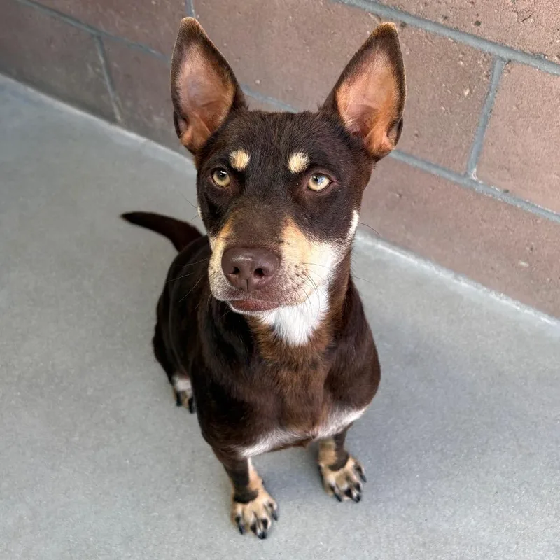 Magnolia thumbnail 3