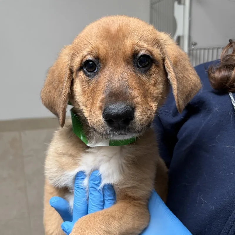 A baby small-sized male Brown / Chocolate Great Pyrenees dog named Mango for adoption in Ojai, CA