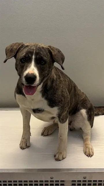 A young large-sized female Catahoula Leopard Dog dog named Biscuit for adoption in Forney, TX