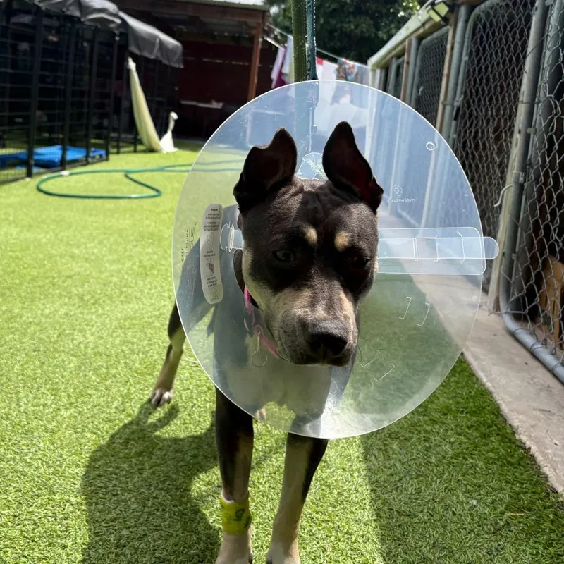 A young medium-sized female Brindle American Staffordshire Terrier dog named Jackie for adoption in Tampa, FL