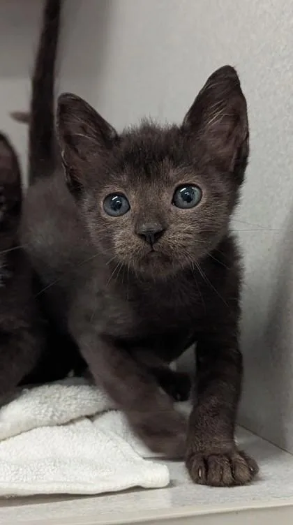 A baby small-sized male Domestic Short Hair cat named Lorax for adoption in Atlanta, GA