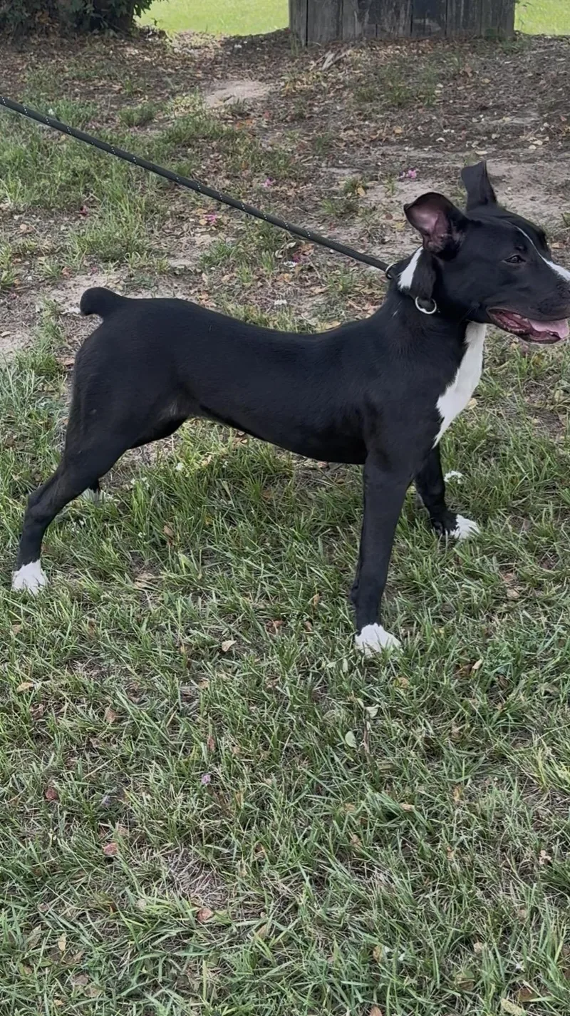 A young medium-sized female Boxer dog named Lillie for adoption in Tyler, TX