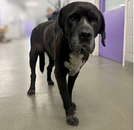 An adult large-sized male Staffordshire Bull Terrier dog named Milo for adoption in Houston, TX