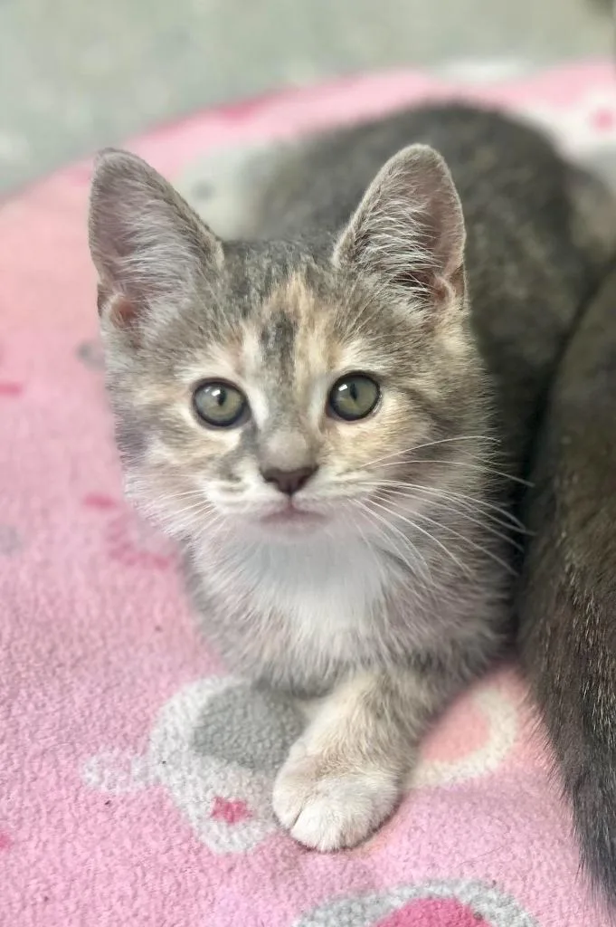 A baby large-sized female Torbie Domestic Short Hair cat named Taryn for adoption in New Philadelphia, OH