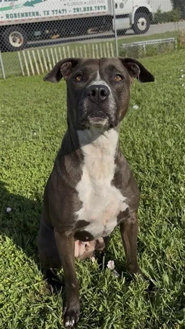 A young medium-sized female Staffordshire Bull Terrier dog named Juniper for adoption in Rosenberg, TX
