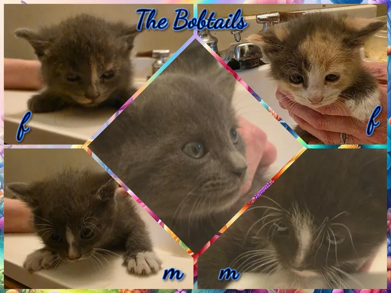 A baby medium-sized female Black American Bobtail cat named The Bobtails for adoption in Corinth, NY