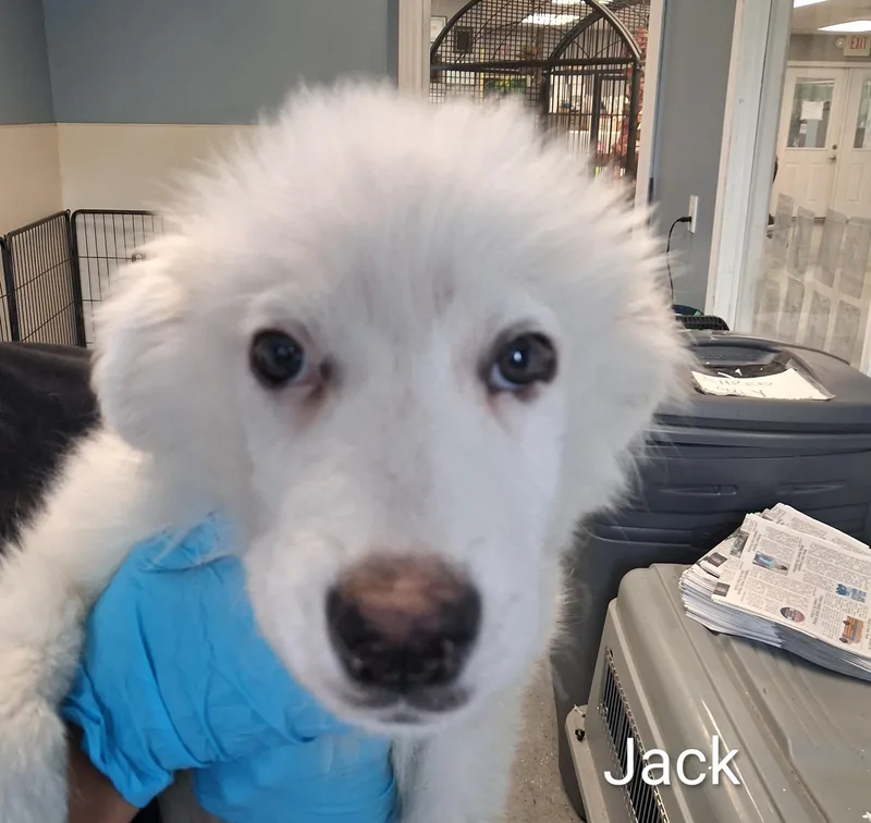 A baby medium-sized male White / Cream Great Pyrenees dog named Jack for adoption in Maynardville, TN