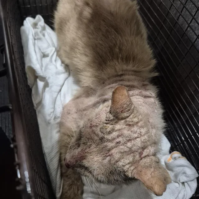 A young small-sized male Domestic Short Hair cat named Prince for adoption in San Antonio, TX