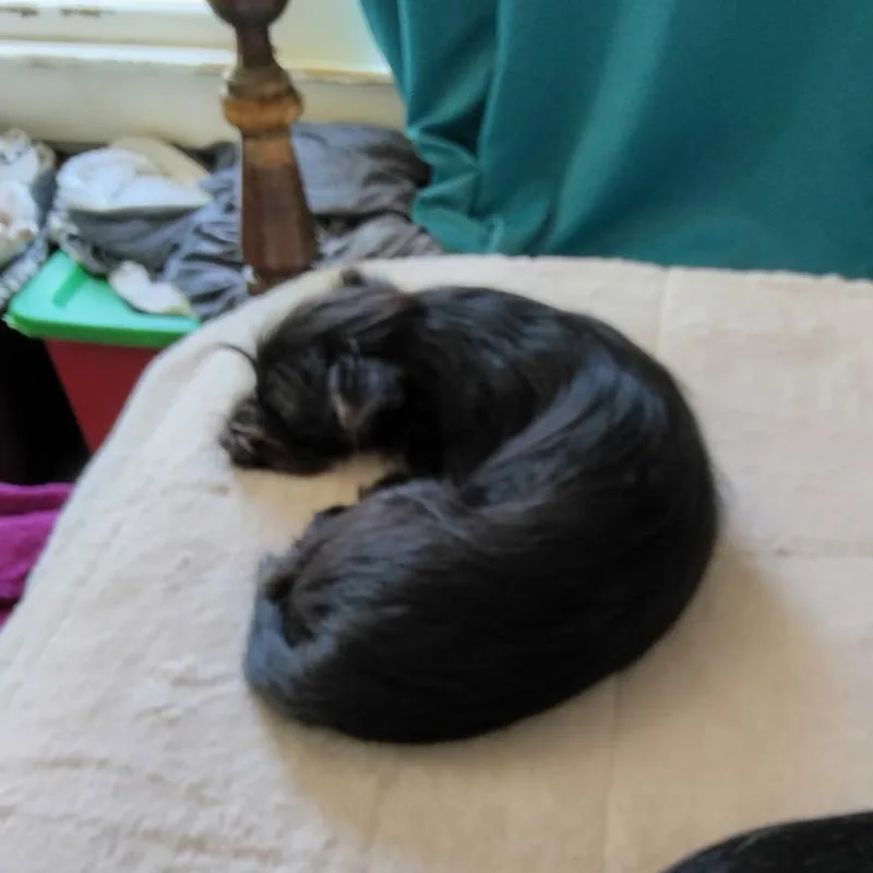 A young small-sized female Black Yorkshire Terrier dog named Angel for adoption in Webster, TX