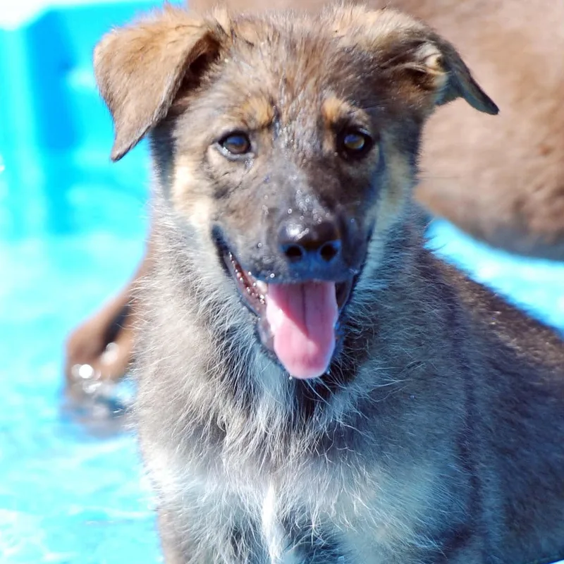 A baby large-sized female Bicolor German Shepherd Dog dog named Beth for adoption in Madisonville, TX
