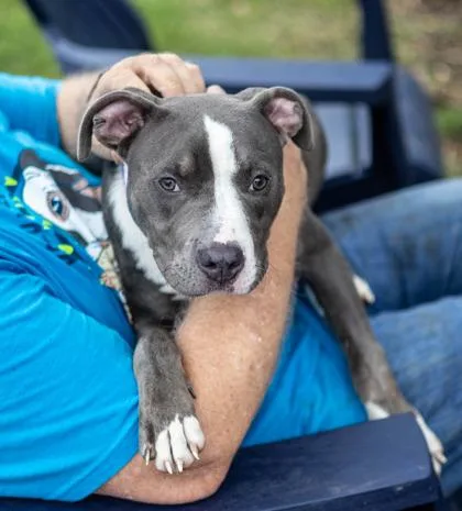 A young medium-sized male Mixed Breed dog named Flubber for adoption in Chamblee, GA