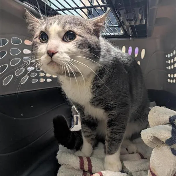 An adult large-sized male Gray / Blue / Silver Domestic Short Hair cat named Haku for adoption in Tacoma, WA