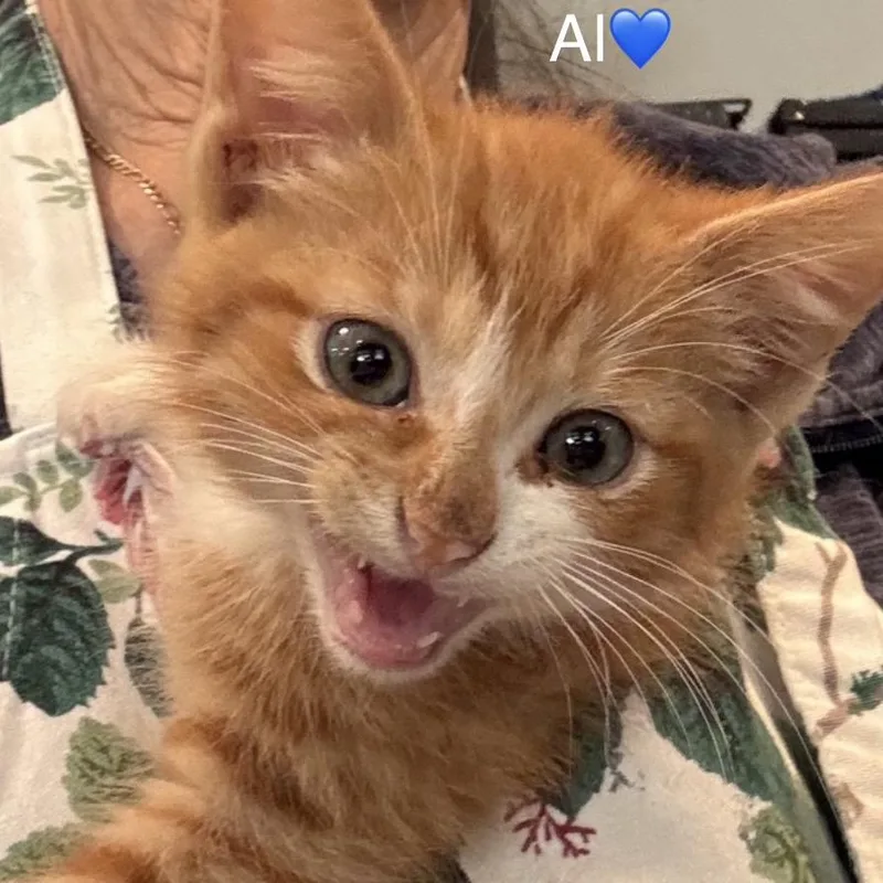 A baby small-sized male Orange / Red Domestic Short Hair cat named Al for adoption in Peachtree City, GA