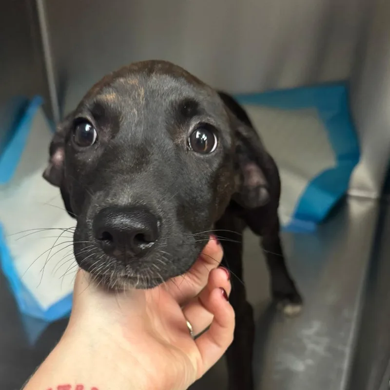 A baby small-sized female Brindle Mixed Breed dog named Sweetie for adoption in Columbus, GA