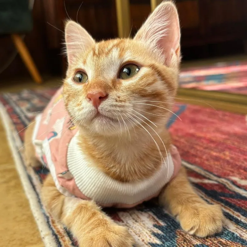 A baby small-sized female Orange / Red Domestic Short Hair cat named Tallulah for adoption in Agoura Hills, CA