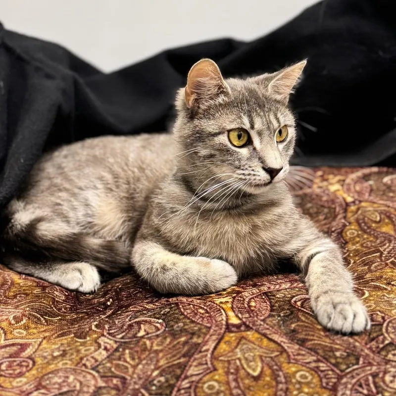 An adult small-sized female Gray / Blue / Silver Domestic Short Hair cat named Sabrina for adoption in Syosset, NY