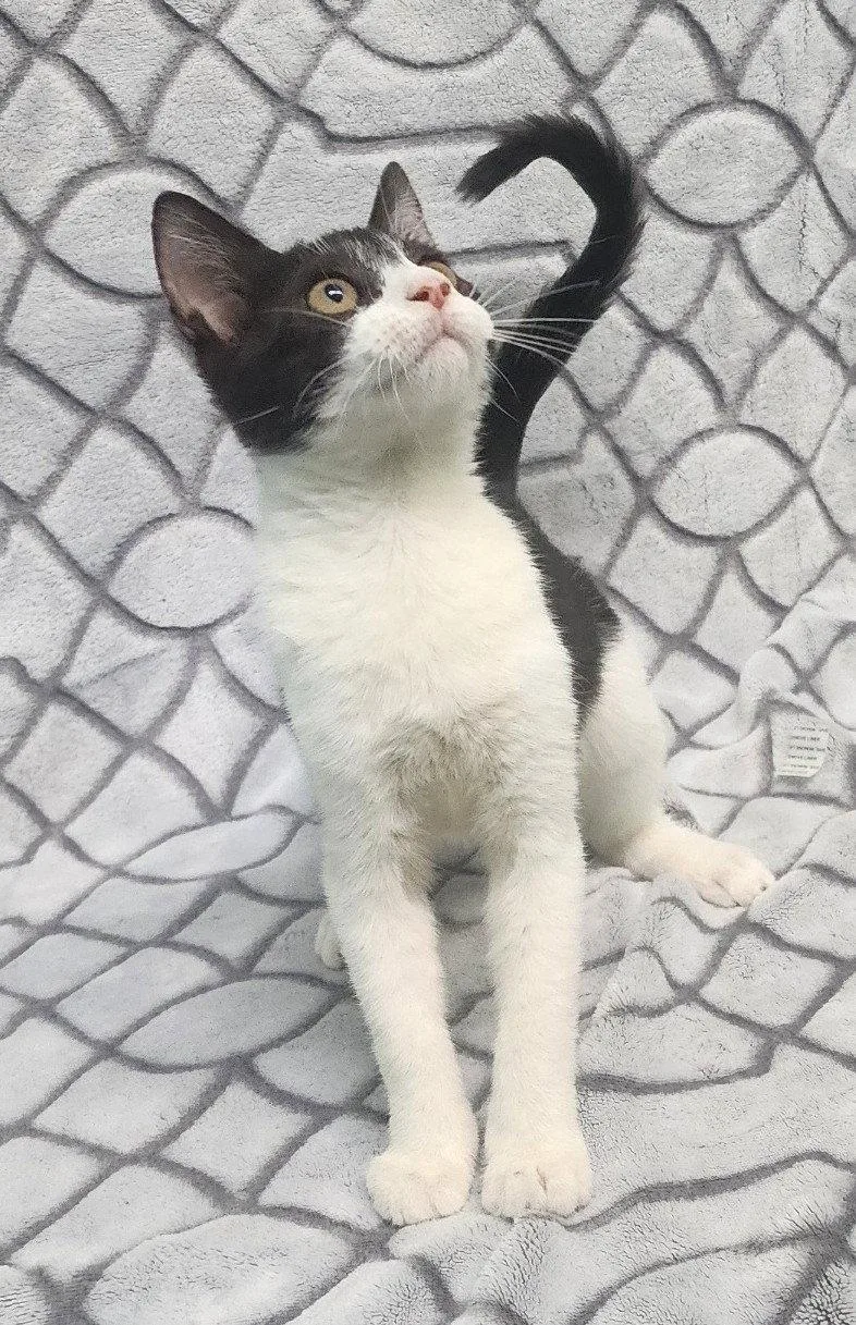 A baby medium-sized female Black & White / Tuxedo Domestic Short Hair cat named Kate for adoption in Wetumpka, AL