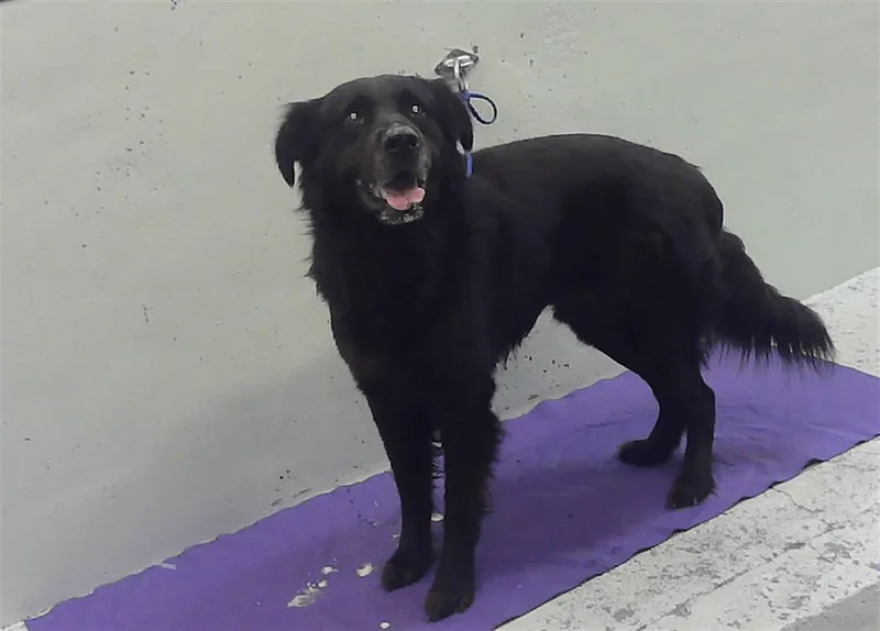 A senior large-sized male Labrador Retriever dog named Peluchin for adoption in Houston, TX