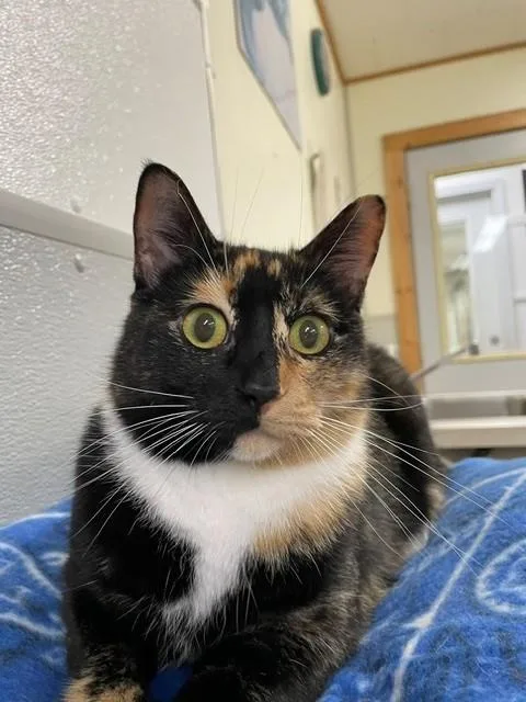 An adult medium-sized female Tortoiseshell Domestic Short Hair cat named Rio for adoption in Hayward, WI