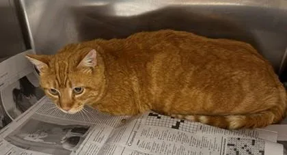An adult small-sized male Orange / Red Domestic Short Hair cat named Pineapple for adoption in Atlanta, GA