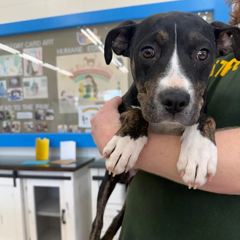 A young small-sized female Black Terrier dog named Rhea for adoption in Montgomery, AL