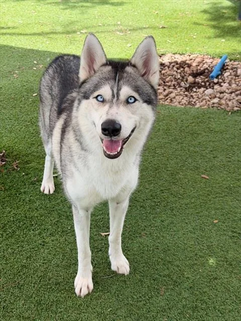 An adult medium-sized female Siberian Husky dog named Sky for adoption in Fort Myers, FL