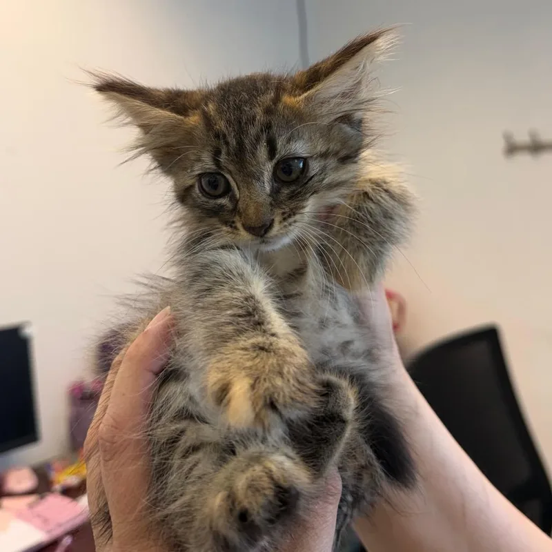 A baby small-sized female Brown / Chocolate Domestic Short Hair cat named Welcome Wally for adoption in Austin, TX