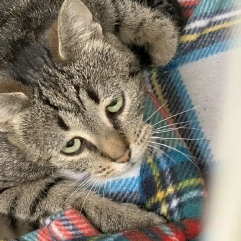 A young medium-sized female Black Tabby cat named Petunia for adoption in Mazon, IL