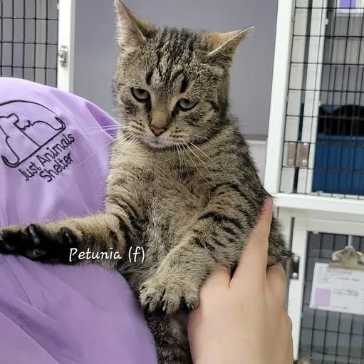 Petunia thumbnail 2